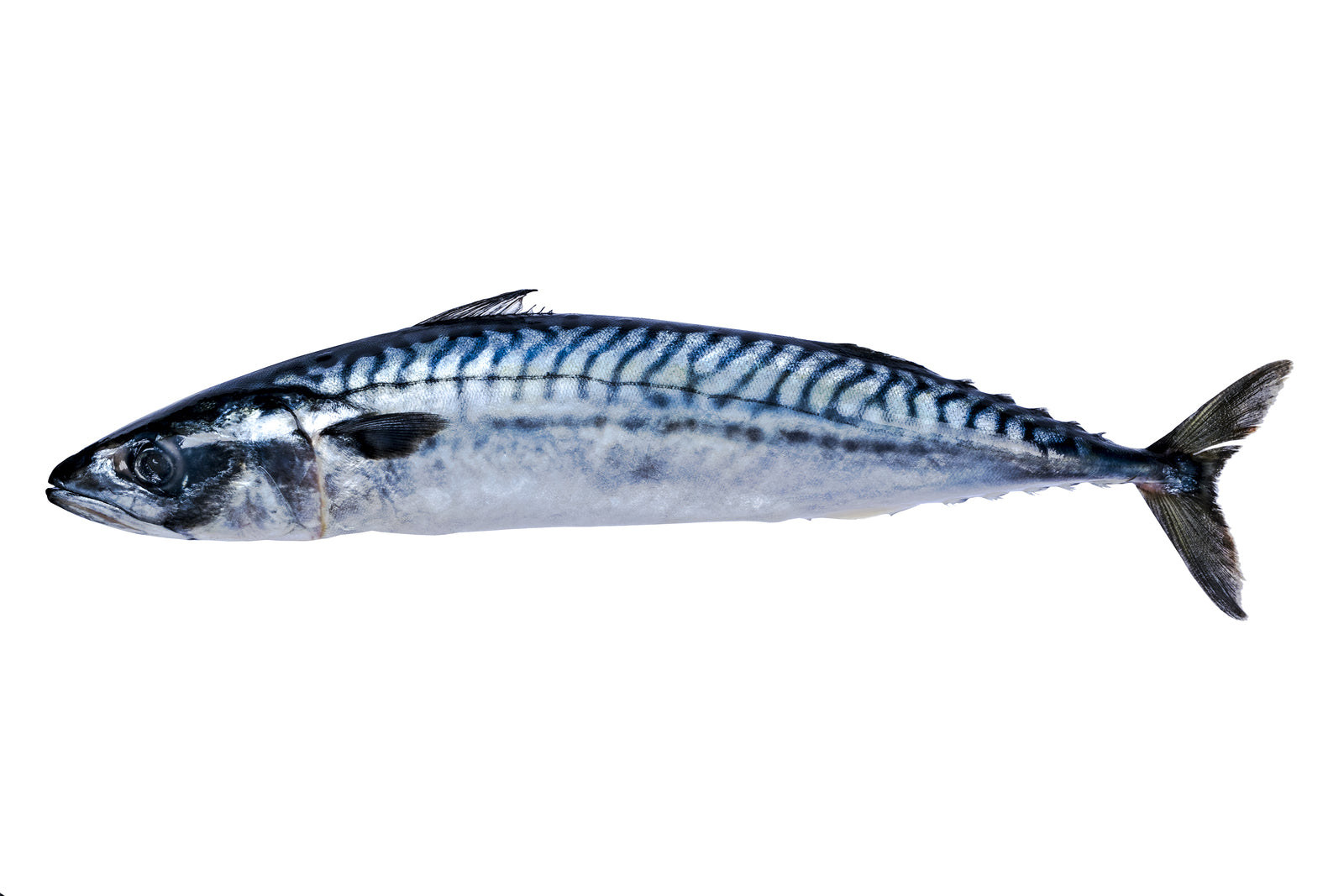 PRT Whole Mackerel – The Raw Superstore